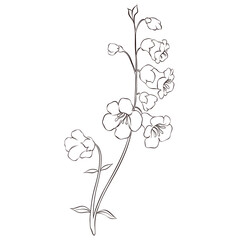 Wildflowers Lineart Outline Hand Drawn