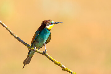 European bee-eater (Merops apiaster) perched on a branch with soft background in Valladolid, Spain....
