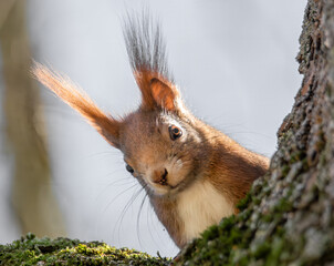 Neugierig schauendes Eichhörnchen im Baum