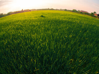 Sunset at the rice field