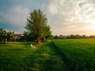 Lonely beach chair and rice field