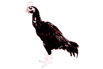 chicken rooster illustration transparent background