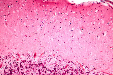 Human motor cortex, photomicrograph showing pyramidal neurons in cortical layers responsible for voluntary movement control and motor coordination.