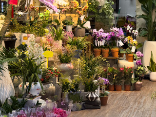 Lush Blooms: A Floral Wonderland