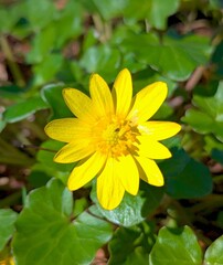 The first bright spring flowers and yellow flowers - spring buttercup or also called buttercup - are confirmed medicinal and somewhat poisonous plants from the buttercup family