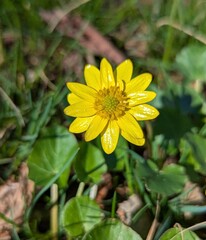 The first bright spring flowers and yellow flowers - spring buttercup or also called buttercup - are confirmed medicinal and somewhat poisonous plants from the buttercup family