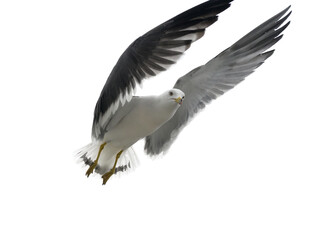 Flying seagull in the sky. Isolated on white.