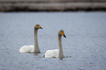 A pair of whooper swans swim towards the camera lens on a cloudy spring day.	