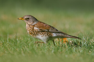 Fototapeta premium A close-up of Fieldfare walking in the green grass on a sunny spring day perpendicular to the camera lens.