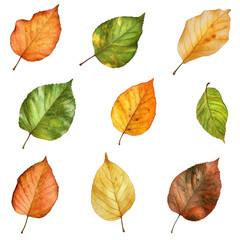 Obraz premium Nine colorful autumn leaves isolated on white background fall foliage collection nature design elements bright vibrant colors changing seasons orange yellow red brown and green leaves Thanksgiving