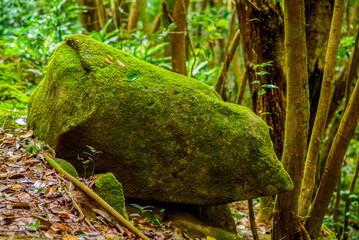Scenic View in Morne Seychellois national park