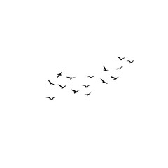 Group of birds in the sky, frozen in motion, ideal for minimalist and airy designs.