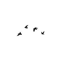 flock of birds
