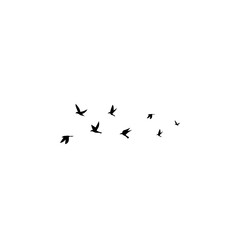 Group of birds in the sky, frozen in motion, ideal for minimalist and airy designs.