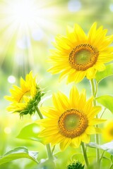 Obraz premium Radiant sunflowers bathed in golden sunlight create a cheerful and vibrant scene of summer beauty and natural warmth against a soft green background
