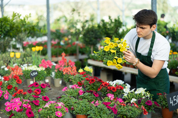 male shop helper of trading floor checks correspondence of price on label of pot with petunia plant...