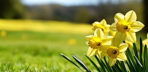 Obraz premium Daffodils blooming in vibrant yellow hues, gracing the spring garden with their beauty and charm
