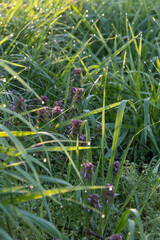 朝露で輝く草原とヒメオドリコソウ