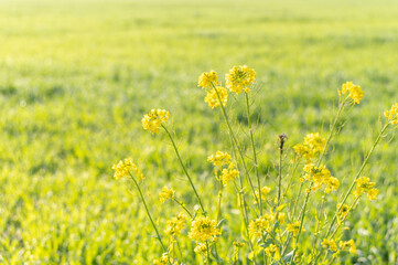 春の野原に咲く菜の花