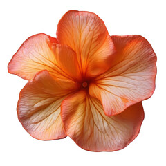 Orange flower isolated on white background delicate Turner flower blossom spring flora floral bloom petal nature plant botany beautiful macro detail closeup blossom colorful freshness decoration