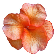 Orange begonia flower isolated on white background Close-up Single flower Head with clipping path Great for design Full depth of field Nature flora botany petal bloom blossom plant botanical floral