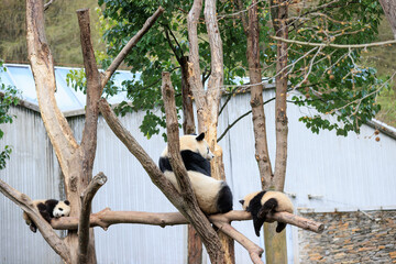Obraz premium Three giant pandas in park