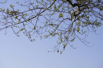 青空に映える若葉