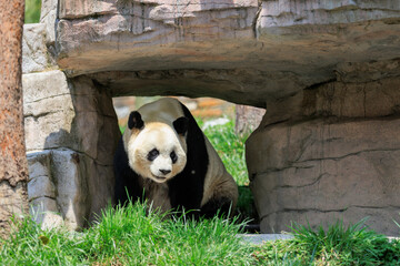 One giant panda in park © lzf