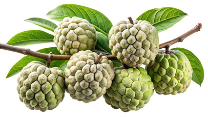 Fototapeta premium Closeup of a Cherimoya Branch with Five Ripe Fruits and Lush Green Leaves Isolated on Trensprent Background png