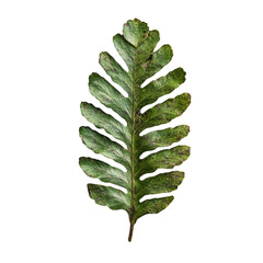 Single Tropical Green Leaf Isolated on White Background Fern Jungle Plant Foliage Nature Botany Summer Spring Greenery Fresh Tropical Forest Rainforest Exotic Decorative Element Floral Design Pattern