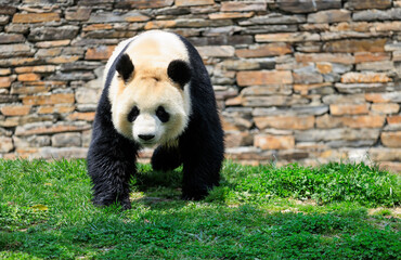 Baby giant panda walking on green grass