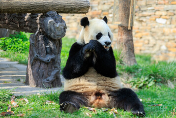 Giant panda eating bamboo in park