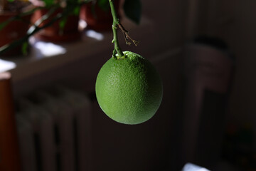 Green orange during the winter months in the apartment. 
