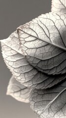 Obraz premium Delicate monochrome leaf veins and texture macro photography in neutral tones for botanical art and design projects