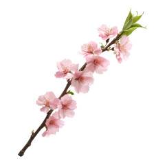 Obraz premium A delicate branch adorned with vibrant pink cherry blossoms and fresh green leaves, showcasing nature's beauty.