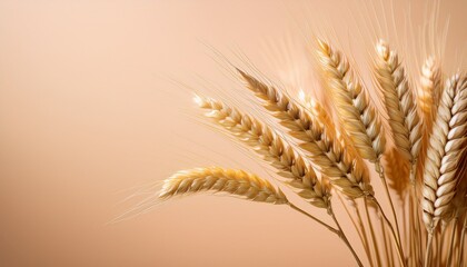 Golden Wheat Whispers: An artful composition of golden wheat ears, softly lit and elegantly arranged, showcasing nature's bounty and the beauty of the harvest. 
