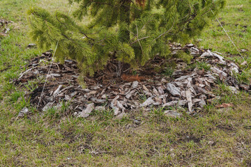 Fototapeta premium In a yard, you can find a magnificent tree that is surrounded by a layer of mulch and lush grass, creating a beautiful and wellmaintained landscape that enhances the outdoor space