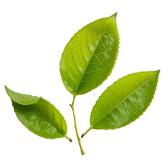 Fototapeta premium Bright Green Lemon Tree Leaves – Isolated PNG with Transparent Background for Design