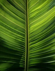 Emerald Veins: The image unveils the intricate, layered architecture of a vibrant, green leaf, with its prominent central vein acting as the cornerstone of its elegant structure.