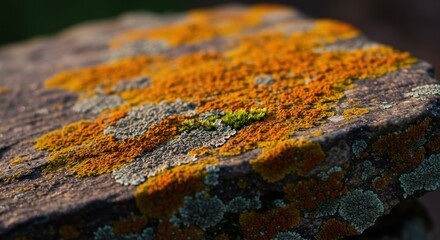 Obraz premium Vibrant Autumnal Lichen Growth on Ancient Stone Surface A Macro Photography Study of Nature's Beauty