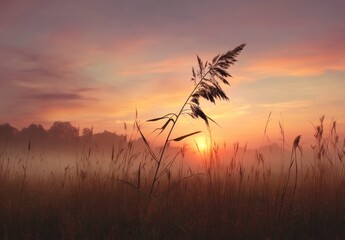 Obraz premium Tall Grass Silhouette Against a Foggy Field at Sunrise or Sunset