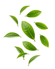 Naklejka premium green leaves isolated on white background