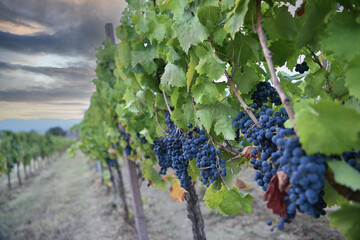 Sagrantino is a wine obtained from pure Sagrantino grapes in the Umbria area of ​​Montefalco Perugia in Italy..