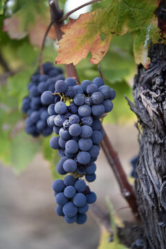Sagrantino is a wine obtained from pure Sagrantino grapes in the Umbria area of ​​Montefalco Perugia in Italy..