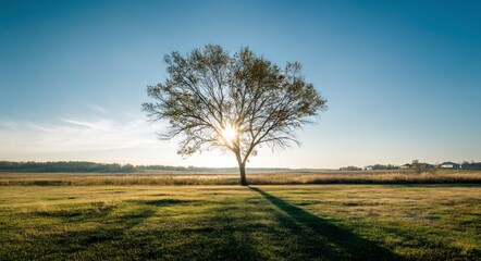 Fototapeta premium Standing Tree with Sunlight Shining Through Leaves in Open Field Scenery