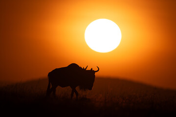 Naklejka premium Blue wildebeest walking at dawn across horizon