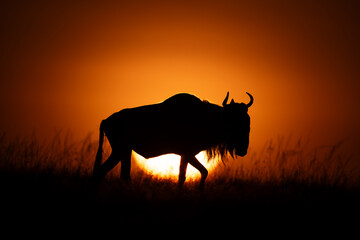 Blue wildebeest walks at dawn on horizon