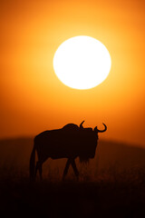 Blue wildebeest walks at dawn across horizon