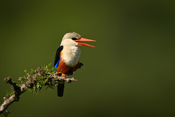 Grey-headed kingfisher on leafy branch opens beak