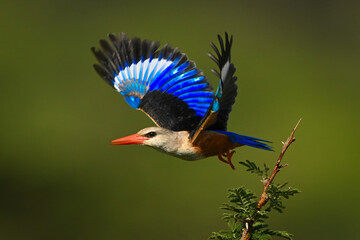 Grey-headed kingfisher takes off from leafy branch